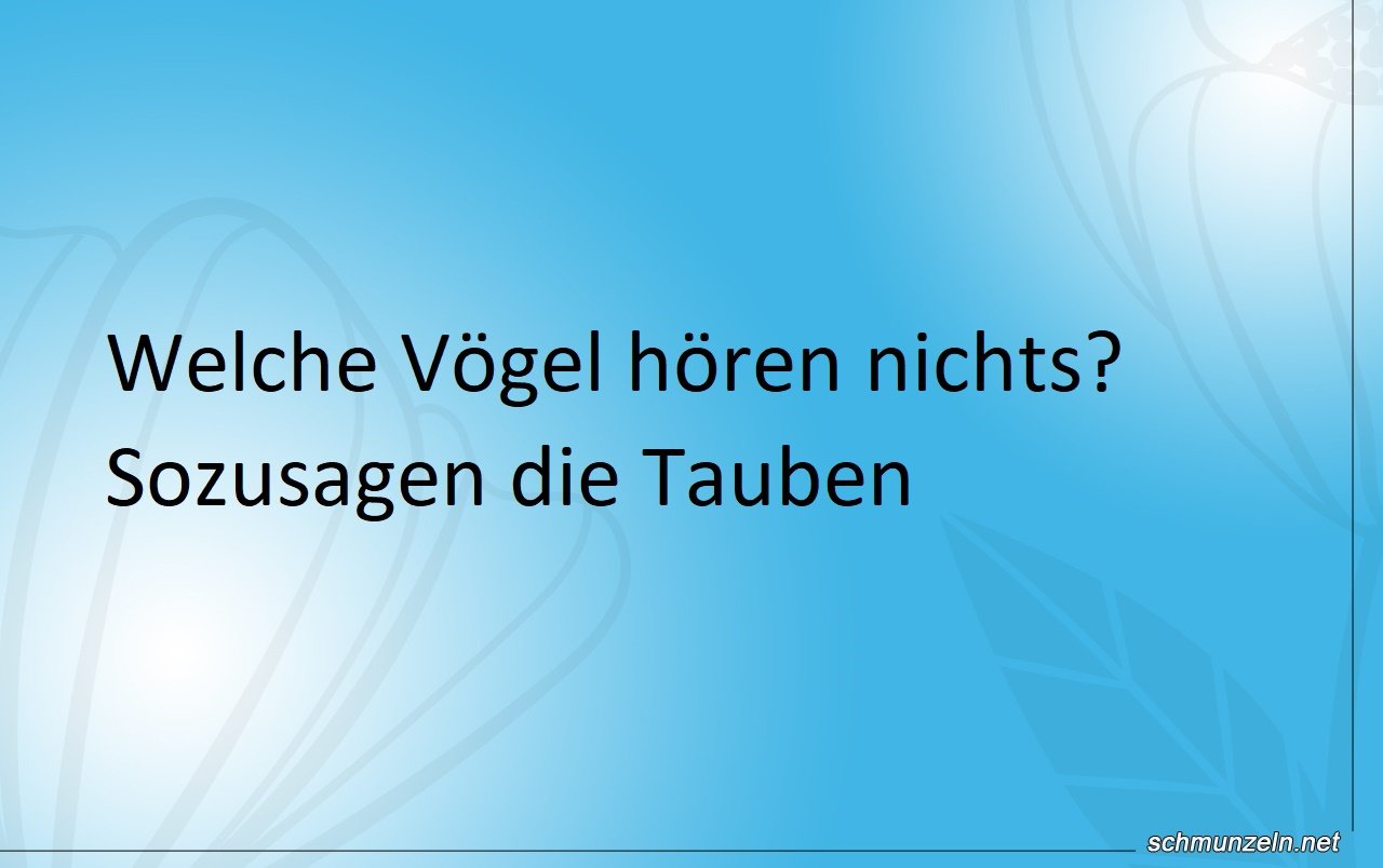 tauben