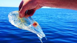 10 erstaunliche durchsichtige ti