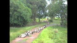 1000 enten auf dem weg zur arbei