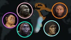 7 Millionen Jahre Evolution 7 millionen jahre evolution