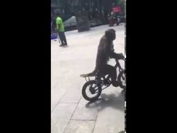 affe faehrt einen bus