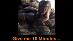 affe macht motor tuning