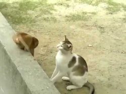 affe und katze spielen zusammen