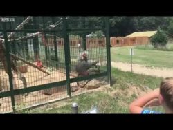 affe versaut kleinem maedchen de