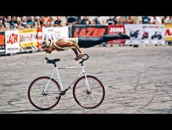 akrobatik auf dem fahrrad mit ku