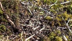 ameisen arbeiten im team zusamme