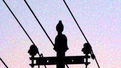 Amsel der morgendliche Nervtöter amsel der morgendliche nervtoete