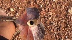 angriff der kragenechse