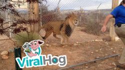 angst vor dem loewen