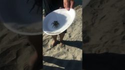 angst vor einer kleinen krabbe