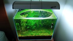 Aquarium ohne Filter und Pumpe aquarium ohne filter und pumpe