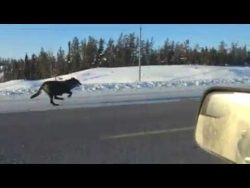 auf der strasse sind die woelfe