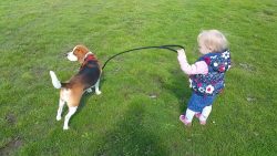 baby geht mit hund gassi oder do