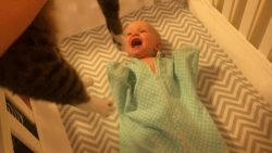 baby liebt seine katze