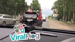 baer faehrt auf motorrad mit