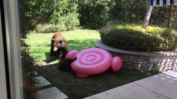 baer gegen flamingo im garten