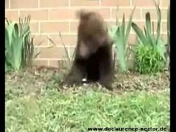 Bär hat einen langen Niesanfall baer hat einen langen niesanfall