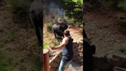 baer moechte doch nur eine bratw