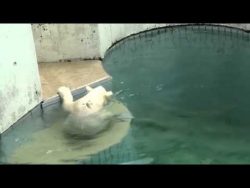 Bär spielt mit Wasserschlauch baer spielt mit wasserschlauch