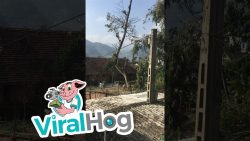 baum faellt alles abgesichert