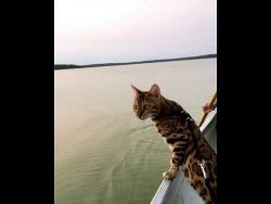 Bengalische Katze fährt mit dem Boot auf dem Wasser bengalische katze faehrt mit dem