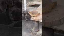 besucher muss niesen und erschri