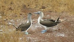 blaufuessige toelpel tauchen auf