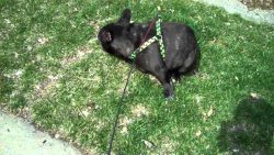 bulldogge erschreckt sich vor se