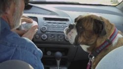 bulldogge will einen cheeseburge