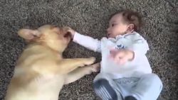 bulldoggen und ihre freunde