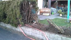 Busch mit dem Buggy rausziehen busch mit dem buggy rausziehen