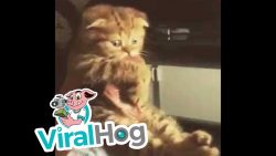 das ist mein stueck fleisch