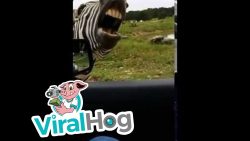 Das singende Zebra das singende zebra