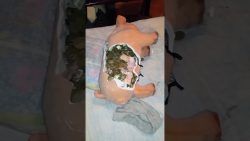 das sparschwein schlachten