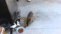 den katzen das futter klauen