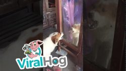 der bellende hund und sein spieg