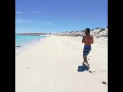 der gestrandeten schildkroete he