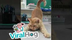 Der Katze mit Catnip eine Freude machen der katze mit catnip eine freude