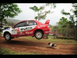 der kleine streuner hat viel glu