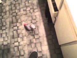 der papagei eines kiffers