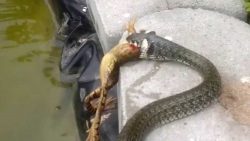 Der täglicher Adrenalinkick bei der Haustierfütterung der taeglicher adrenalinkick bei