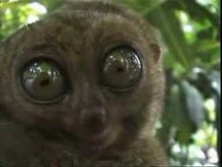 der ultimative killerblick