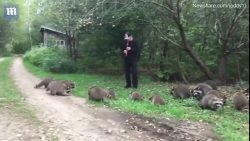 der waschbaerfaenger von hameln