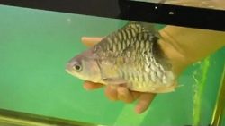 die 8 seltsamsten haustiere der