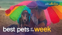 die besten tier videos der woche