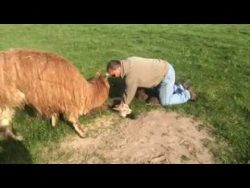 Die Geburt eines seltenen Erdalpacas die geburt eines seltenen erdalp