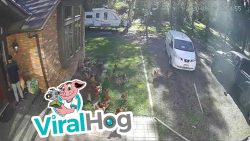 Die Hühner und der Postbote die huehner und der postbote