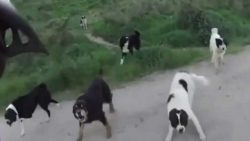 die hunde gang am meer