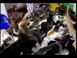 Die Invasion der Katzen ist im Gange die invasion der katzen ist im g