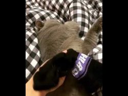 die katze wird high durch stinke